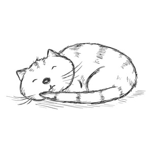蜷缩的小猫图片
