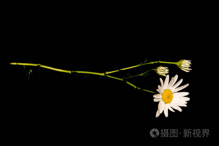 黑色背景的茎和叶子的甘菊花