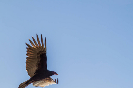 土耳其秃鹫 鹫光环 附近的海滩吉隆滩村, 古巴