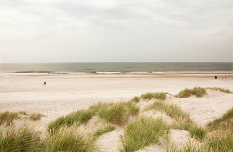 在丹麦的北海海滩。沙丘草