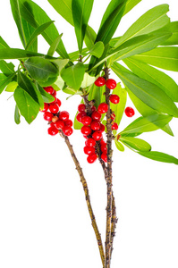 野生植物的枝与绿叶和红色莓果