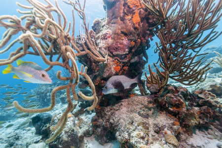 浅水博内尔海岸 Carbiiean 海的珊瑚礁