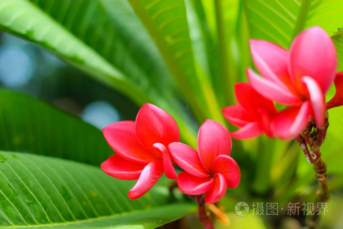 鸡蛋 obtusa 的红花或天空