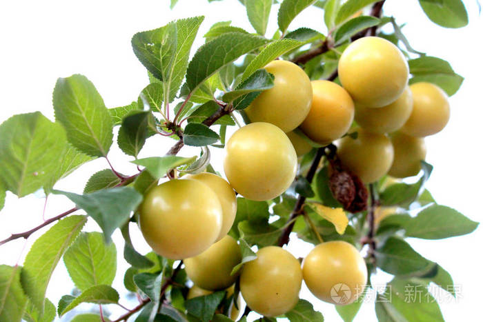 成熟的黄色有机李子在树上, 图像 od a