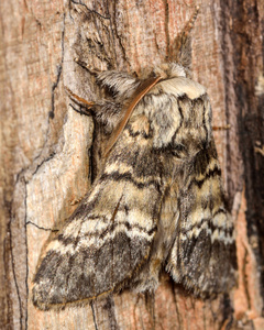 农历大理石褐色蛾 Drymonia ruficornis 从侧面