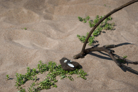 海边沙滩上的树枝植物和石头