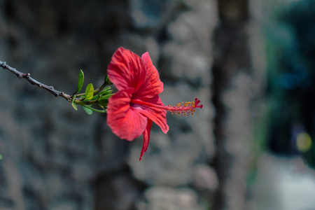 西班牙巴塞罗那奎公园的芙蓉花。被广泛称为中国芙蓉, 中国玫瑰, 夏威夷芙蓉, 玫瑰锦葵和 shoeblackplant 的花朵。