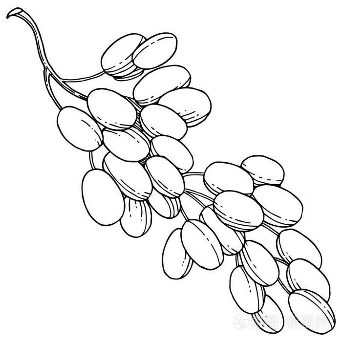 插画 葡萄健康食品中的矢量风格隔离.水果的全名: 葡萄.