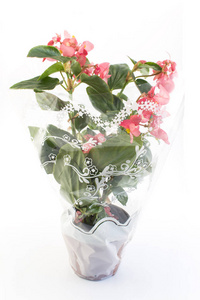 海棠盆栽装饰玻璃纸图片