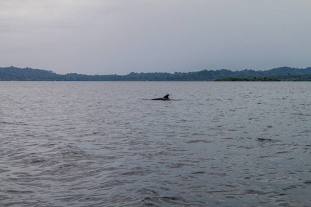 巴拿马博卡斯群岛的海豚