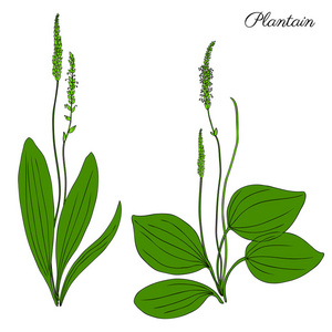 大车前草,车前主要药用植物野生田花孤立在白色背景,手绘制的矢量涂鸦