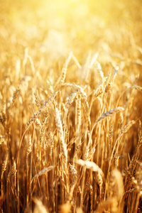 麦田。阳光照耀下的乡村风光。小麦成熟的背景。丰富的收获