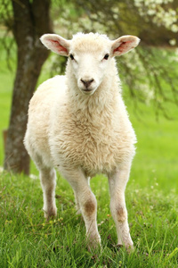 白色的小羔羊,在春天照片