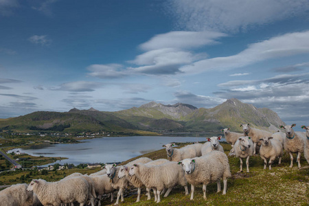 羊以看法从山到湖以看法到山在挪威在夏天时间照片