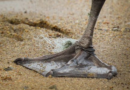 钓鱼线天鹅脚绑上它照片