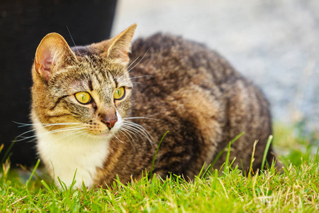 享受自己户外的猫