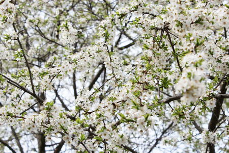 白色盛开的樱桃树