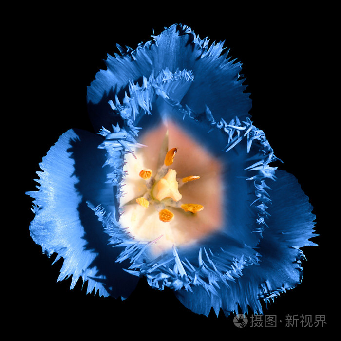 孤立在黑色的超现实主义暗铬对比充满异国情调的蓝色郁金香花宏