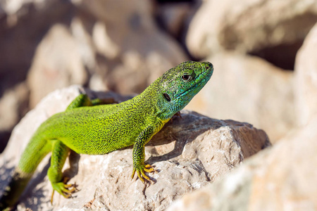 绿色的绿蜥蜴图片