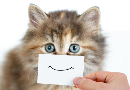 卡片上带微笑的滑稽小猫画像