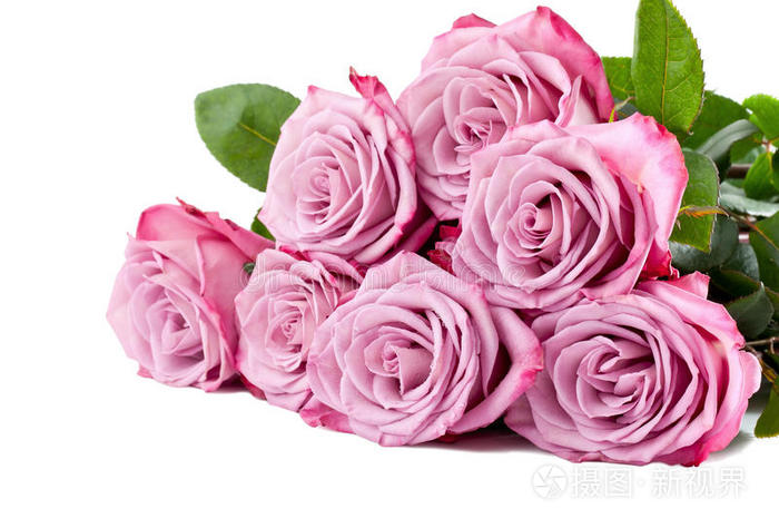 白底紫玫瑰花束照片 正版商用图片0qeyk4 摄图新视界 白底紫玫瑰花束照片 正版商用图片0qeyk4 摄图新视界