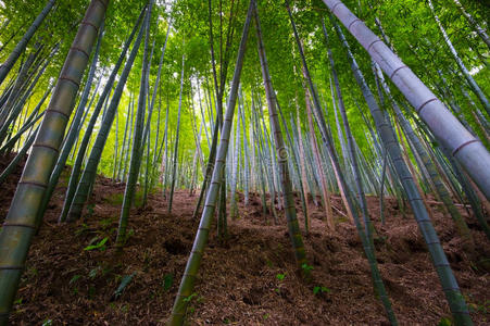 毛竹笋竹林5月毛竹属.照片