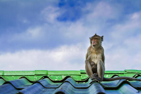 屋顶上的猴子