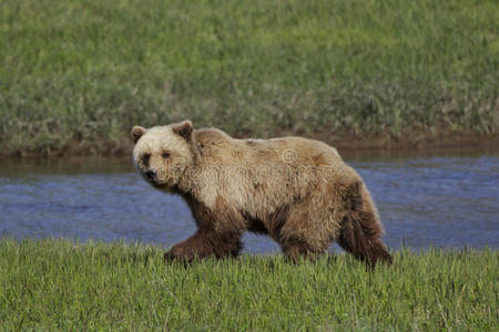 阿拉斯加海岸棕熊