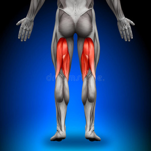 腿筋-解剖肌肉照片