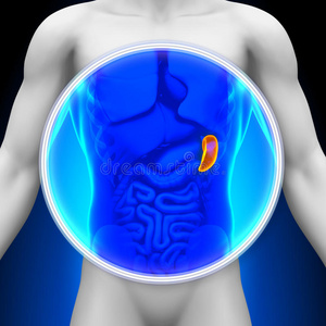 医用x射线扫描脾脏