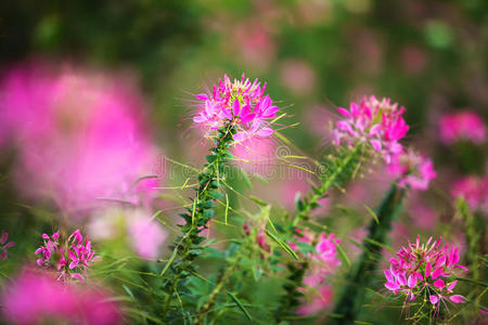 花园里的粉红色花朵