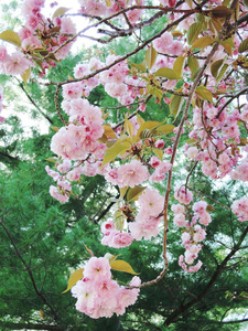 春天的日本樱花
