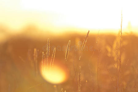 日落时的夏草背景