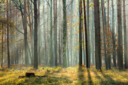 一个初秋的早晨，阳光穿过一片薄雾密布的森林