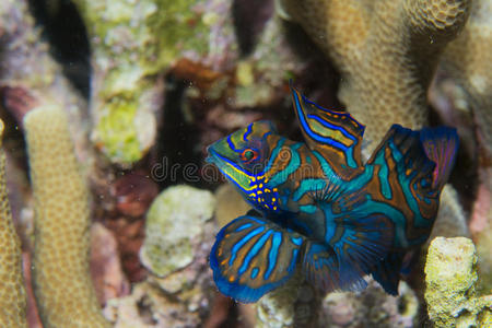 硬珊瑚底纹鳜鱼照片