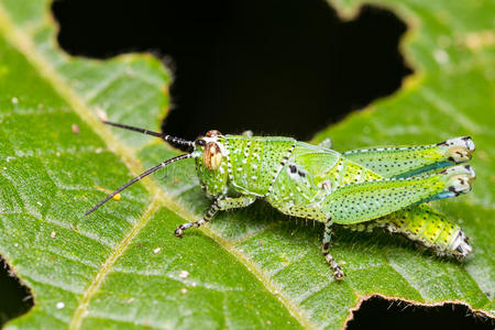 短角蝗虫图片