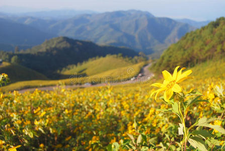 doi mae u型芯