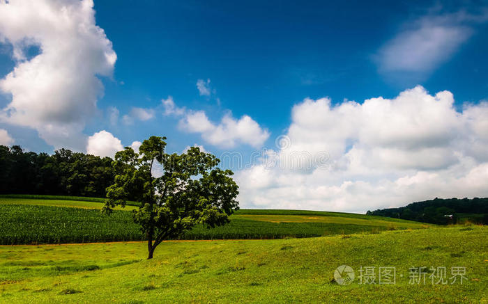 在约克郡南部的一片田野上，云层笼罩着一棵树
