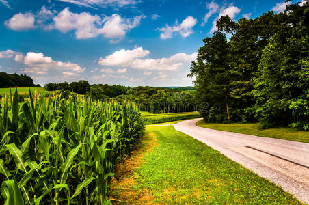 南约克县沿乡村道路的玉米田，宾夕法尼亚州