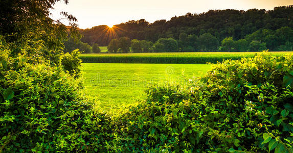 宾夕法尼亚州约克县南部灌木丛和农场上空的日落