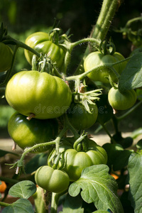 绿番茄生长图片