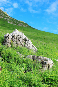 高山草甸