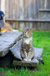 坐在楼梯上的猫