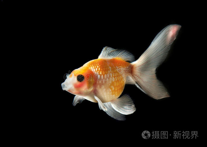 金鱼被隔离在黑色
