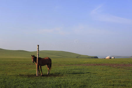 草原山丘蒙古包马