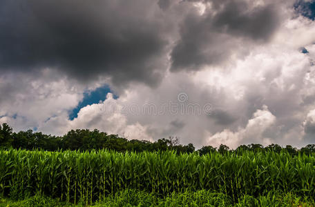 宾夕法尼亚州约克县南部一片玉米地上空乌云密布。