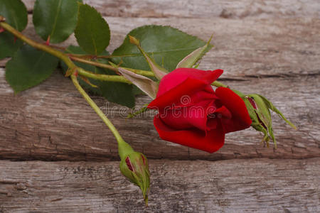 老木板背景上有花蕾的红玫瑰
