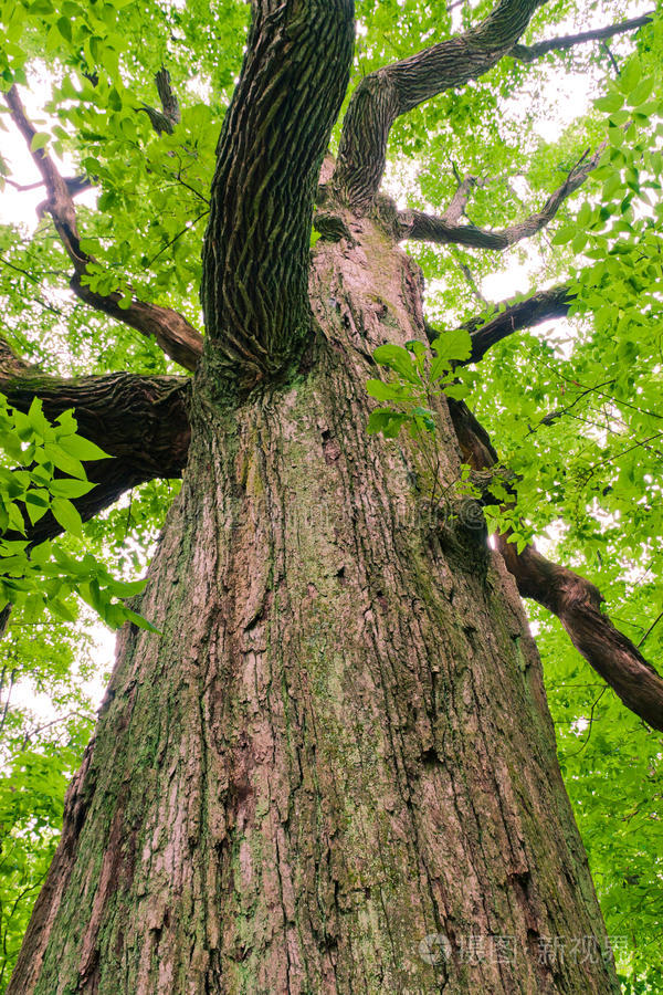 森林里的老橡树