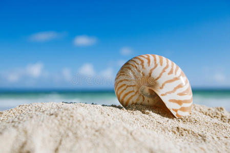 鹦鹉螺贝壳，具有海洋海滩和海景，浅dof
