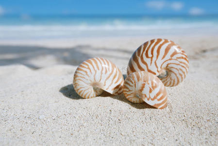 鹦鹉螺贝壳与海洋海滩和海景